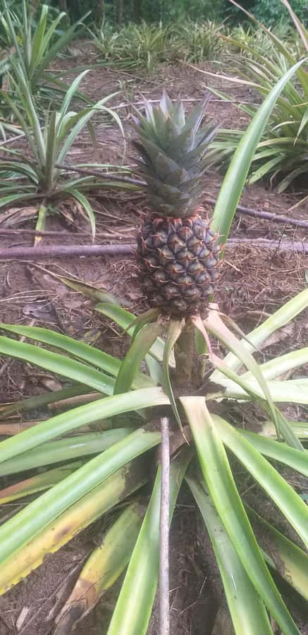 Zanzibar: Jozani Chwaka Bay National Park and Spice Farm … - Timing and transport: how this half-day trip fits your Zanzibar plan