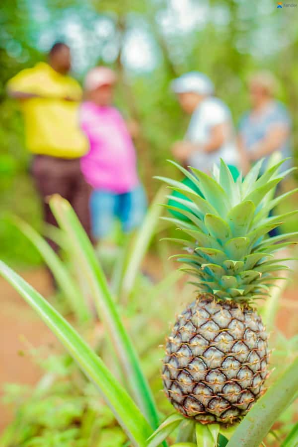 Zanzibar:Jozani forest, Spice farm with Swahili Cuisine clas - Shabuta Spice Farm: the tasting lesson that makes spices make sense