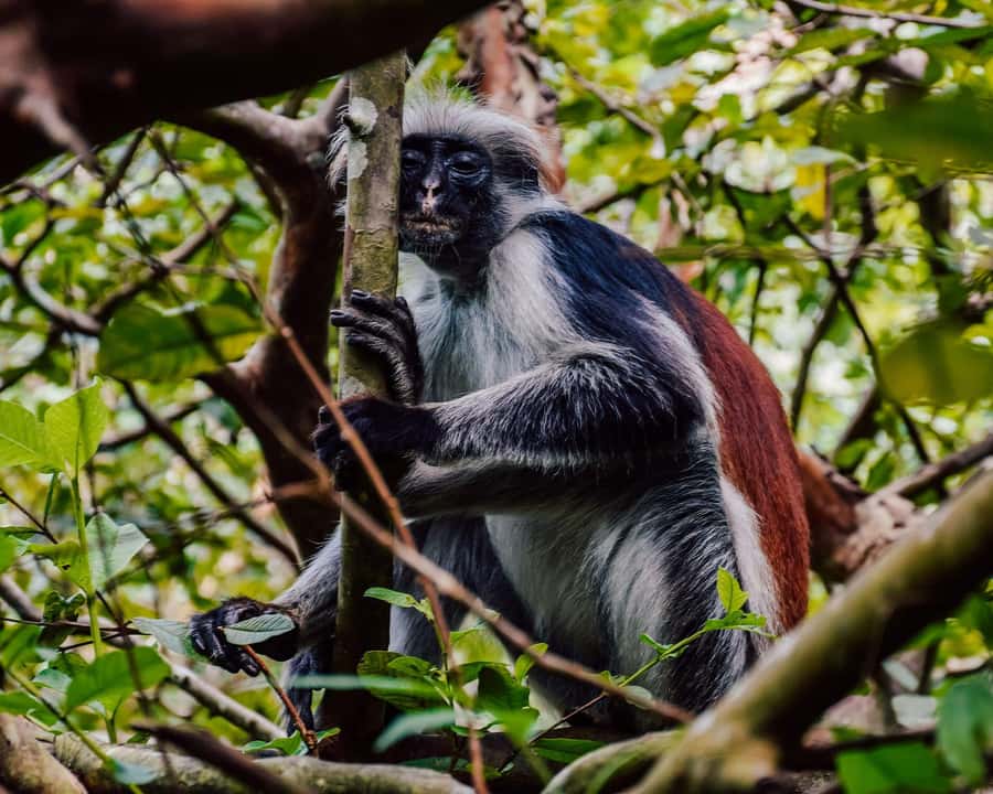 Zanzibar:Jozani forest, Spice farm with Swahili Cuisine clas - Entering Jozani Chwaka Bay: red colobus monkeys up close