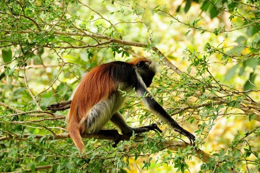 Zanzibar: Jozani forest tour & Spice farm tour with lunch - Key things that make this tour worth your time