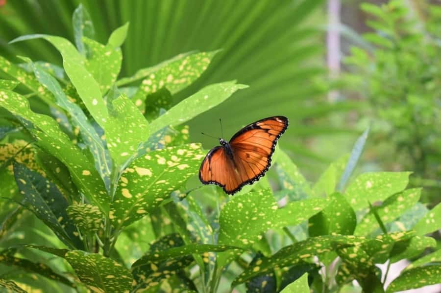 Zanzibar: Jozani forest tour & Spice farm tour with lunch - Jozani Forest National Park: red colobus, bush babies, birds, and butterflies