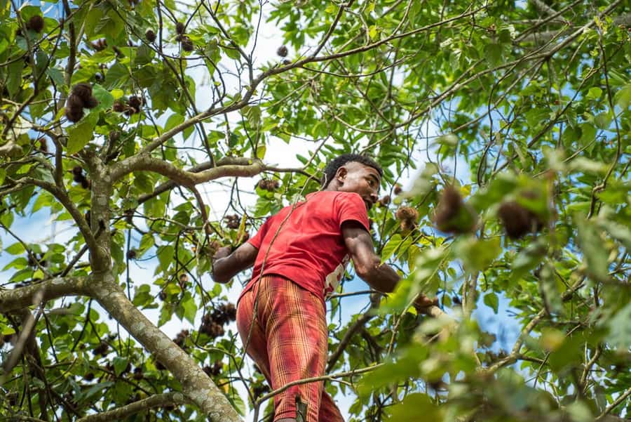 Zanzibar: Jozani forest tour & Spice farm tour with lunch - Mangroves and “medical plants”: the science-y part, made practical