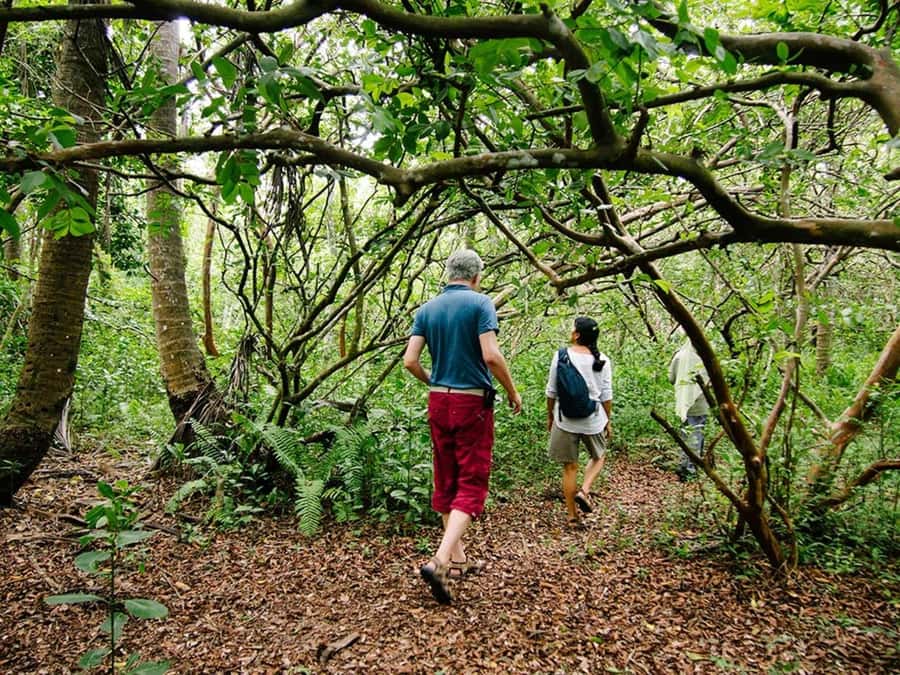 Zanzibar: Jozani forest tour & Spice farm tour with lunch - Walking level, pace, and what to bring