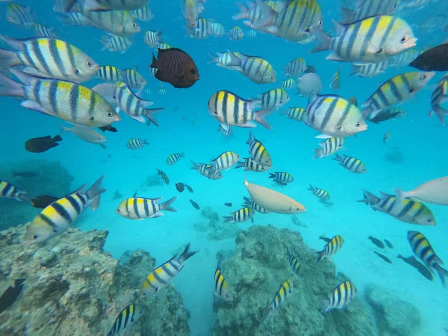 Zanzibar: Mnemba Atoll, Spice farm, Jozani forest & Lunch - Mnemba Atoll snorkeling: reefs, turtles you might see, and a guide that matters