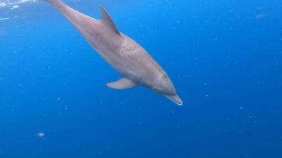 Zanzibar: Mnemba Atoll, Spice farm, Jozani forest & Lunch - Mnemba Island dolphin time: fun, but manage expectations about boat crowds