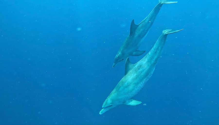 Zanzibar: Mnemba Atoll, Spice farm, Jozani forest & Lunch - Responsible wildlife rules you should treat as part of the experience