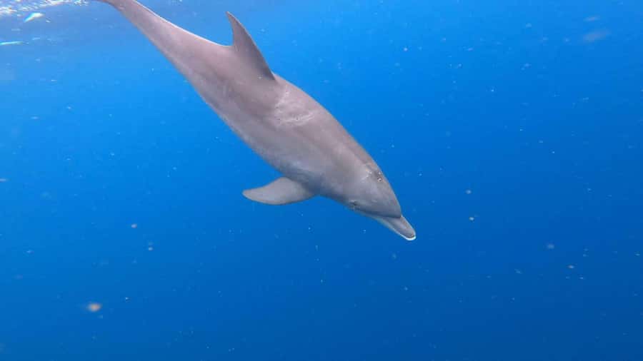 Zanzibar: Mnemba Atoll, Spice farm, Jozani forest & Lunch - Mnemba Island dolphin time: fun, but manage expectations about boat crowds