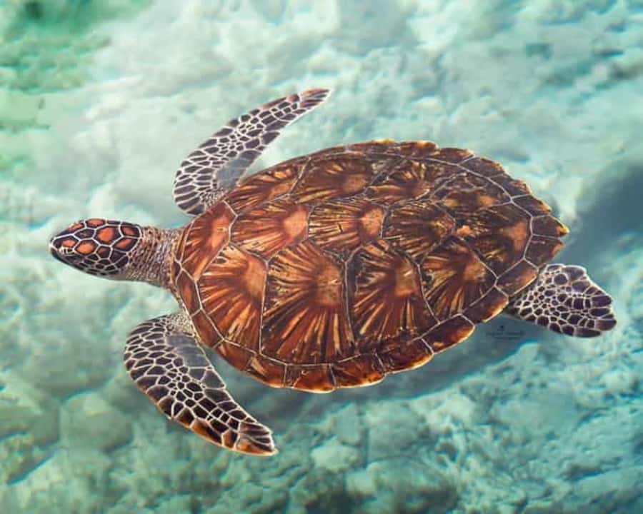 ZANZIBAR: Mnemba island, Baraka aquarium and spice farm - Key highlights worth circling on your Zanzibar map