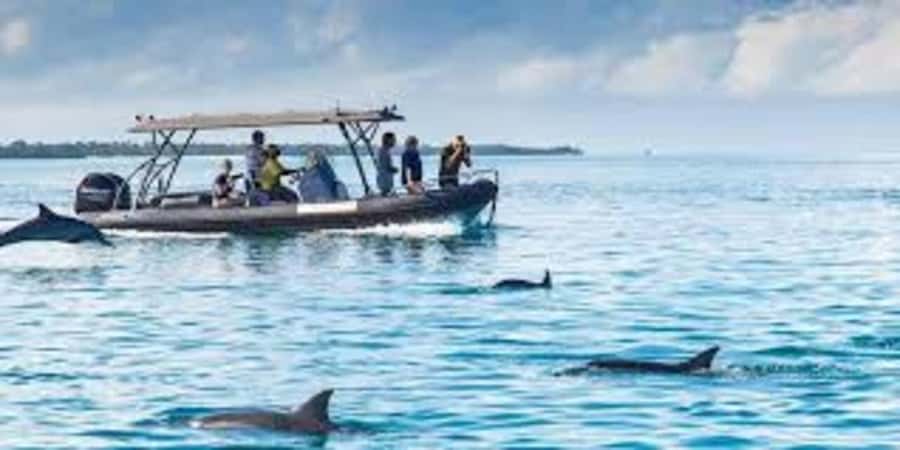 ZANZIBAR: Mnemba island, Baraka aquarium and spice farm - Mnemba Island dolphin swim: what you’re really signing up for