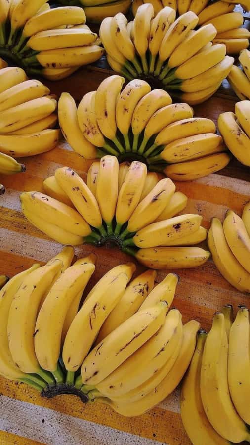 ZANZIBAR: Mnemba island, Baraka aquarium and spice farm - FAQ