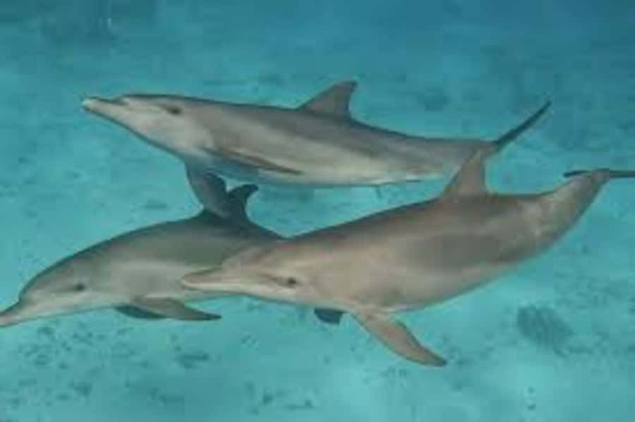 ZANZIBAR: Mnemba island, Baraka aquarium and spice farm - Coral reef snorkeling near dolphins (and why tide matters)