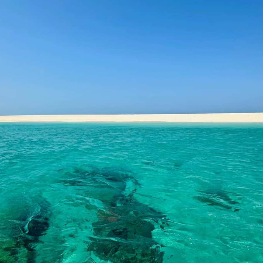 ZANZIBAR: Prison Island, Spice Farm Visit & Turtle Swim Tour - Price and value: is $98 per person fair?