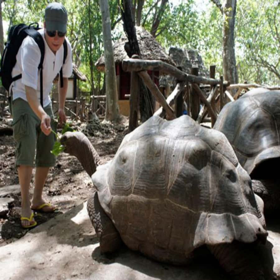 ZANZIBAR: Prison Island, Spice Farm Visit & Turtle Swim Tour - Spice farm visit: turning scents into something you can name