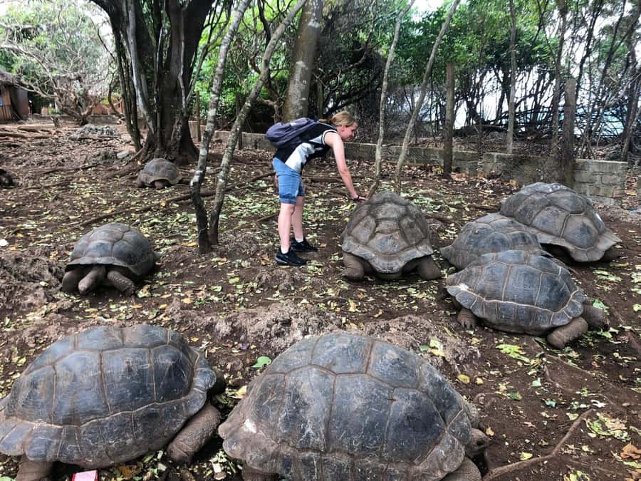 Zanzibar: Prison Island, Stone Town, & Spice Farm Tour - Key things that make this tour worth your time