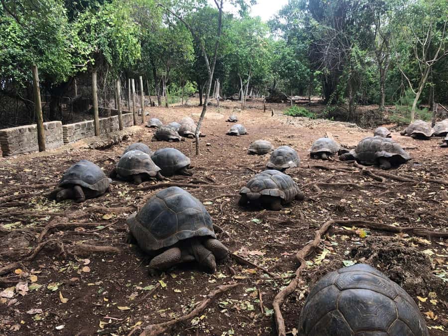 Zanzibar: Prison Island, Stone Town, & Spice Farm Tour - A Full-Day Circuit: How the 8 Hours Actually Feel