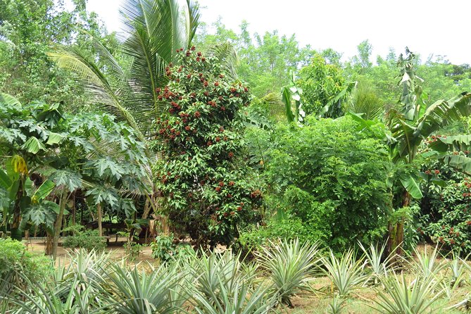 Zanzibar Spice Farm Half-Day Walking Tour - Learning Zanzibar’s spice trade story without getting lost in facts