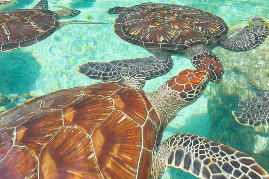 Zanzibar: Spice Farm, Jozani Forest & Sea Turtle Sanctuary - Key highlights you’ll remember