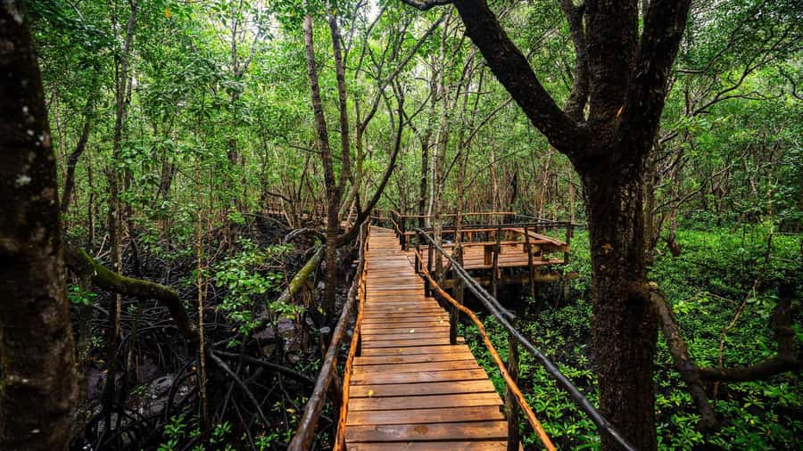 Zanzibar: Spice Farm, Jozani Forest & Sea Turtle Sanctuary - Who this tour suits best (and who should skip it)