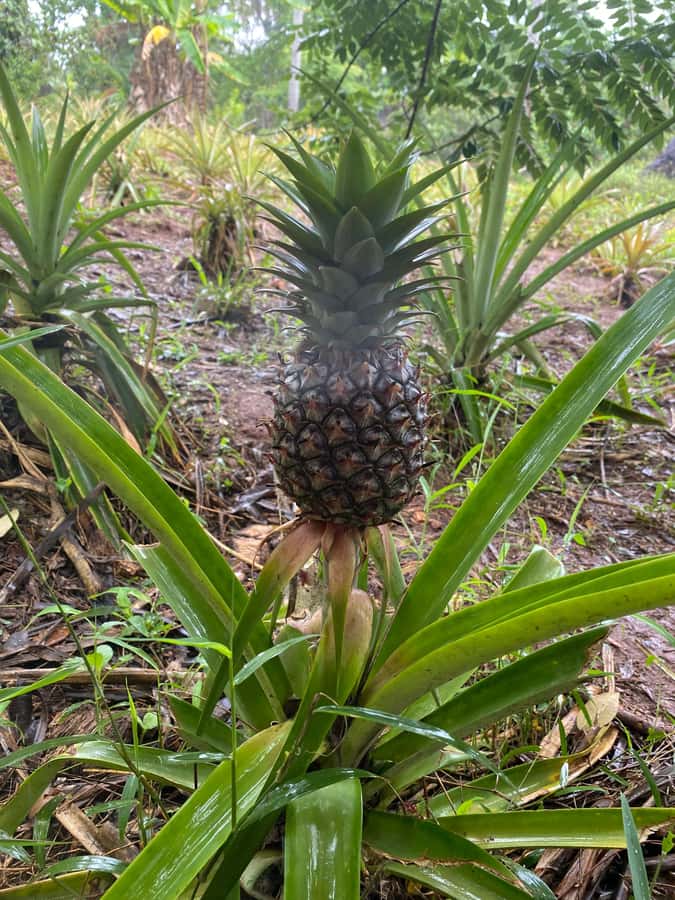 Zanzibar: Spice Farm & Stone Town Tour with Lunch - Key highlights to know before you go