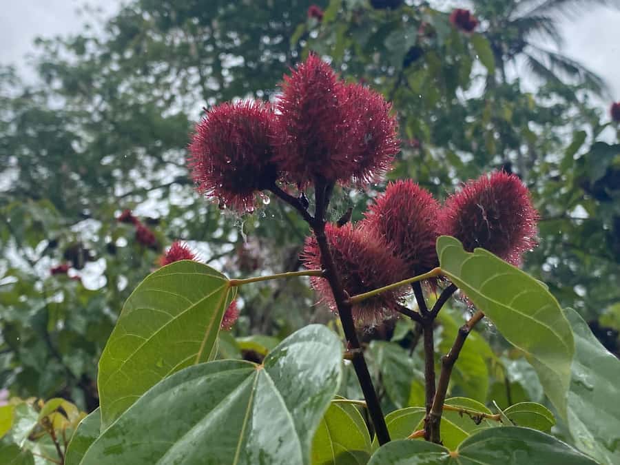 Zanzibar: Spice Farm & Stone Town Tour with Lunch - Why Zanzibar’s spice farm is more than a smell-and-buy stop