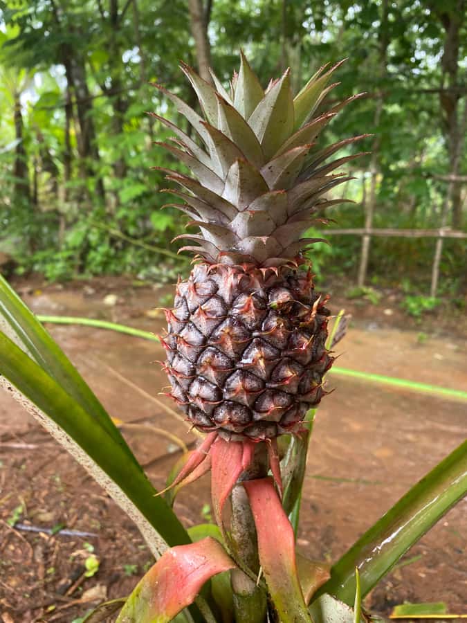 Zanzibar: Spice Farm & Stone Town Tour with Lunch - The spice farm walk: tasting spices, meeting the garden, and buying smarter
