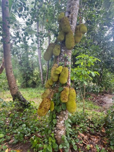 Zanzibar: Spice Farm & Stone Town Tour with Lunch - 7 hours on Zanzibar time: pickup, van rides, and pacing