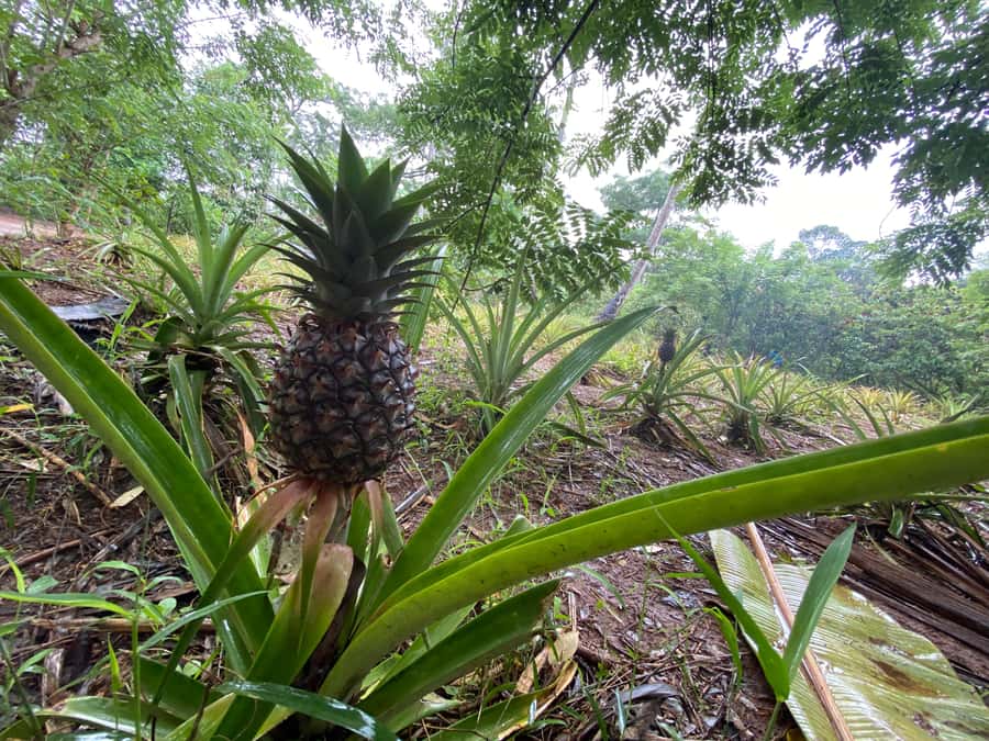 Zanzibar: Spice Farm & Stone Town Tour with Lunch - Who this tour suits best in Zanzibar