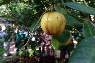Zanzibar Spice Farm Tour - Meeting at Stone Town waterfront: easy start, smooth end