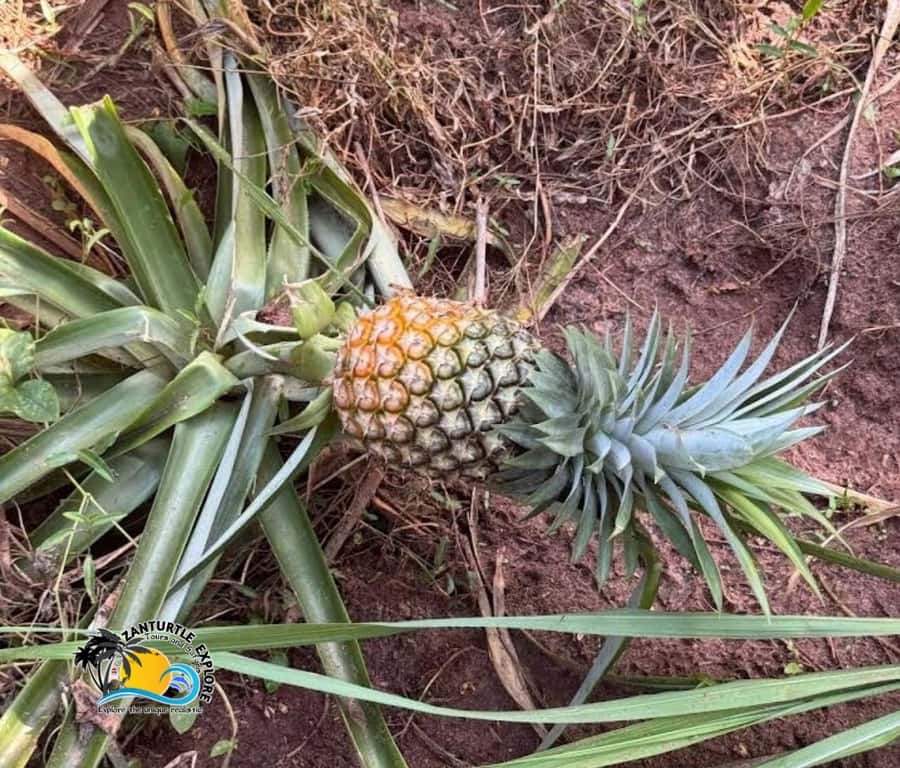 Zanzibar: Spice Farm Tour and Cooking Class with Lunch - Cooking over traditional tools: what a 3-course Swahili meal looks like