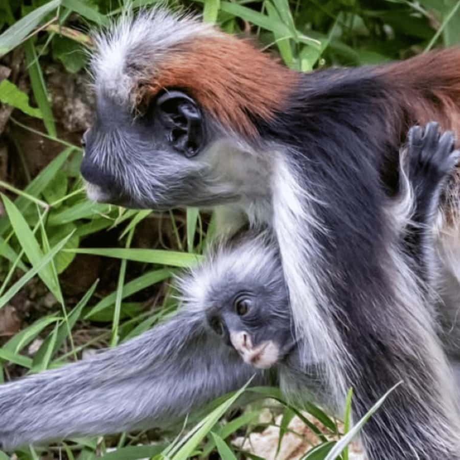 ZANZIBAR: Spice Farm Tour, Jozani Forest & Rock Restaurant - Jozani Chwaka Bay National Park: Red Colobus in their real home