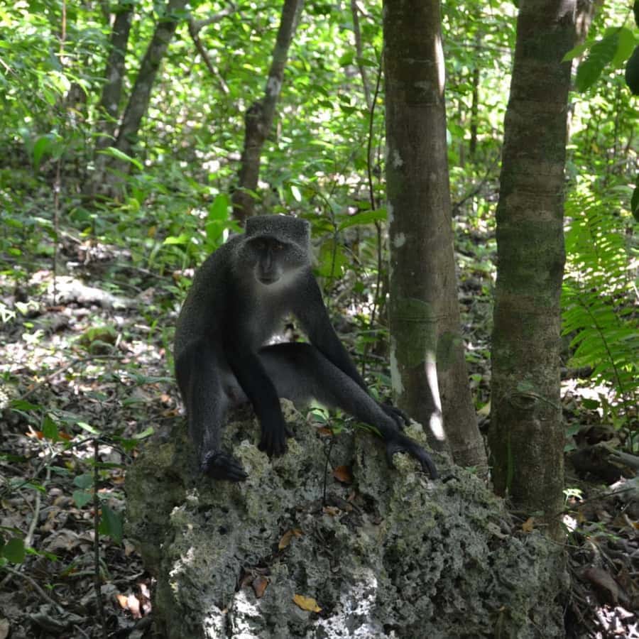 ZANZIBAR: Spice Farm Tour, Jozani Forest & Rock Restaurant - Price and value: what $75 per person really buys