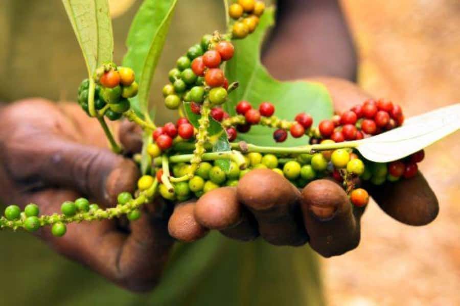 Zanzibar: Spice Farm Tour & Stone Town Adventure - The Coconut Climber Stop and That Fresh Coco-Cola Moment