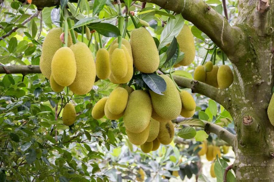 Zanzibar: Spice Farm Tour with Lunch & Tropical Fruits - Jambo Spice Farm: A Simple Plan That Works in Zanzibar