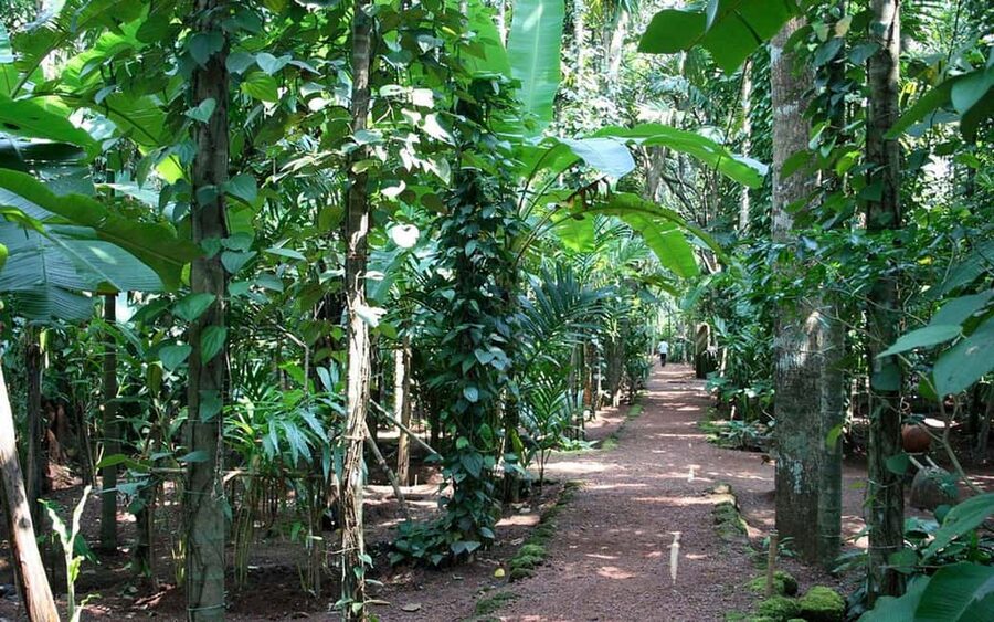Zanzibar: Spice Farm Tour with Lunch & Tropical Fruits - Price and Logistics: Is $27 Good Value for Zanzibar?