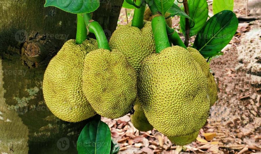 Zanzibar: Spice Farm Tour with Lunch & Tropical Fruits - FAQ
