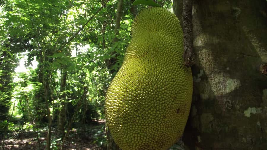 Zanzibar: Spice Farm Tour with Traditional Cooking Lesson - Why This Zanzibar Spice Farm Tour Works in Real Time