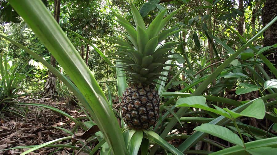 Zanzibar: Spice Farm Tour with Traditional Cooking Lesson - Lunch at the Spice Farm: Why the Meal Is More Than Just a Break