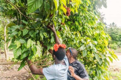 Zanzibar: Spice farm tour with Zanzibar fruits tasting - The village walk: seeing spice cultivation as local labor