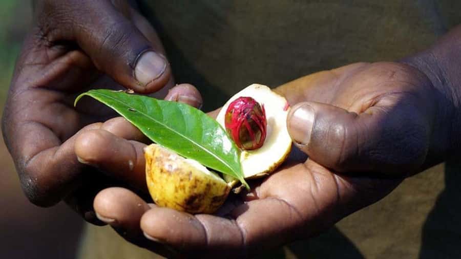 Zanzibar: Spice farm tour with Zanzibar fruits tasting - Who should book this spice farm tour