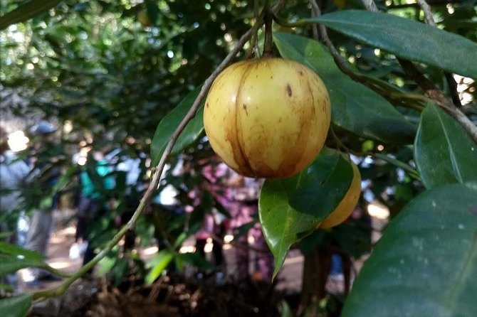Zanzibar Spice Farm Tour - Meeting at Stone Town waterfront: easy start, smooth end