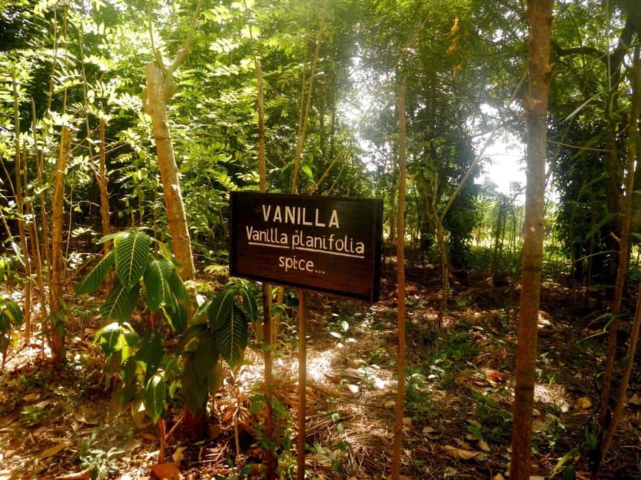 Zanzibar: Stone Town City Tour and Spice Farm with Lunch - Peace Memorial and Natural History Museum Stops