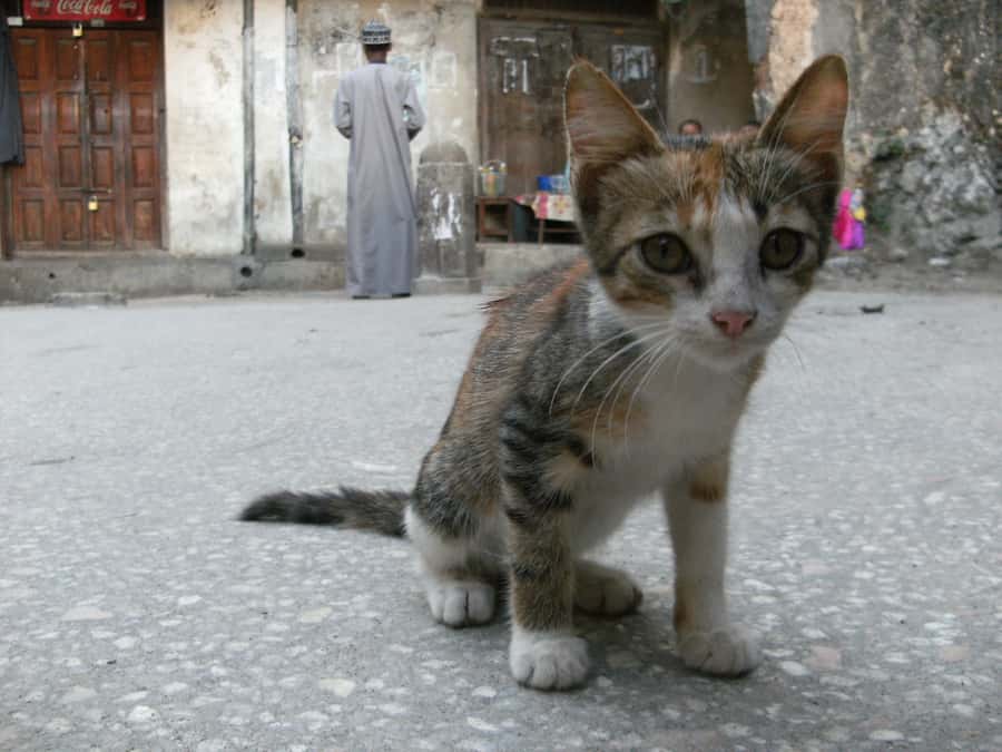Zanzibar: Stone Town & Spice Farm Tour with Lunch - Practical Stuff Before You Go: Shoes, Cash, and Luggage Rules