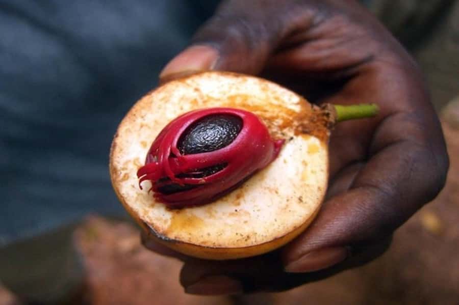 Zanzibar: Walking Spice Farm with Local Cooking Class - Why Zanzibar spice farm walks are more than a photo stop