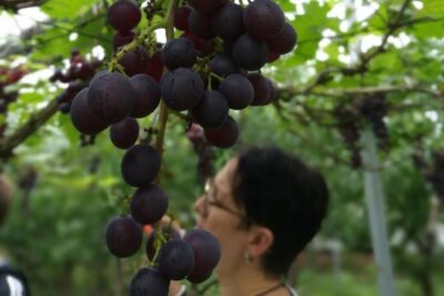Zhujiajiao Water Town Private Tour with Local Farm Visit and Fruit Picking - Exploring Old Alleys and Historical Landmarks at a Steady Pace