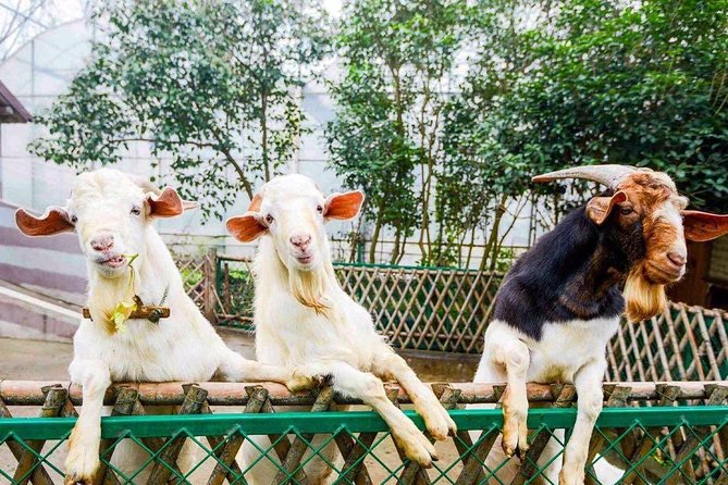 Zhujiajiao Water Town Private Tour with Local Farm Visit and Fruit Picking - Local Farm Visit and Fruit or Vegetable Picking (Half Kilo Included)