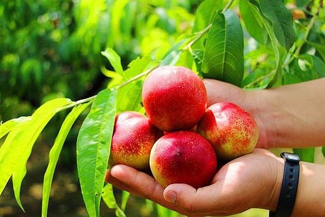 Zhujiajiao Water Town Private Tour with Local Farm Visit and Fruit Picking - Price and Value: What $170 Buys You in Real Terms